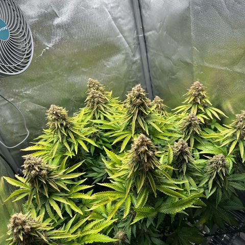 200% growlog timeline photo