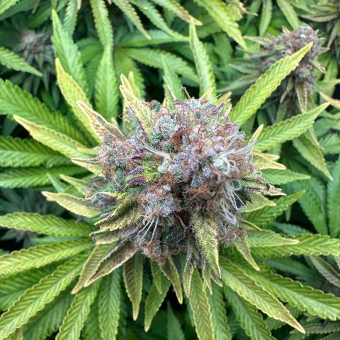 200% growlog timeline photo