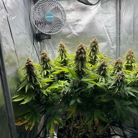 200% growlog timeline photo