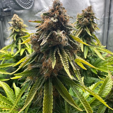 200% growlog timeline photo