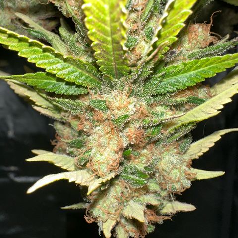 200% growlog timeline photo