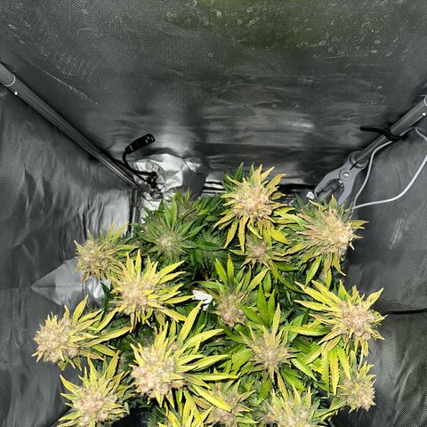 200% growlog timeline photo