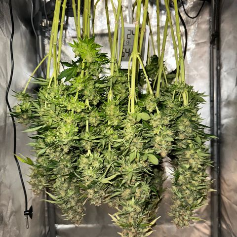 200% growlog timeline photo