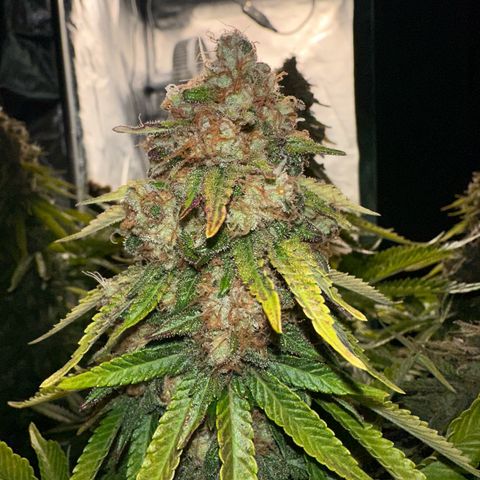 200% growlog timeline photo