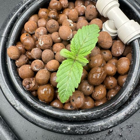 Geflügel und Feingebäck growlog timeline photo