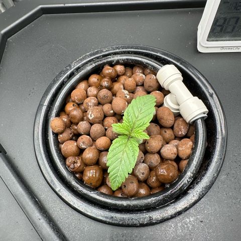 Geflügel und Feingebäck growlog timeline photo