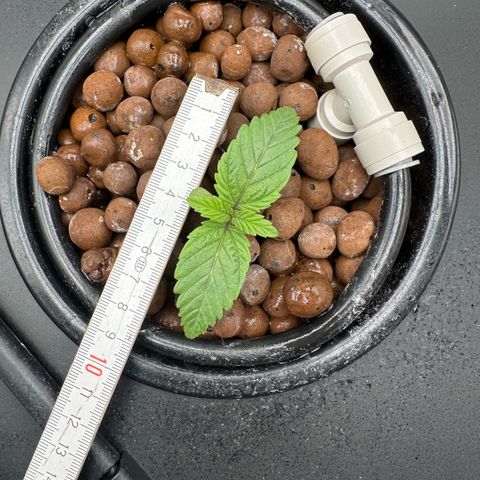 Geflügel und Feingebäck growlog timeline photo