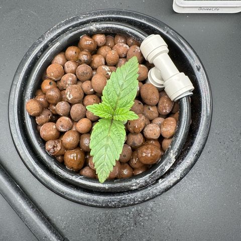 Geflügel und Feingebäck growlog timeline photo