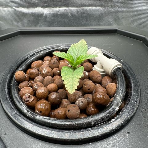 Geflügel und Feingebäck growlog timeline photo