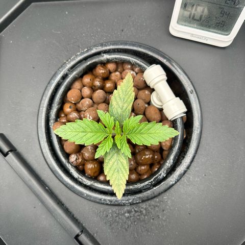 Geflügel und Feingebäck growlog timeline photo