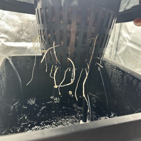 Geflügel und Feingebäck growlog timeline photo