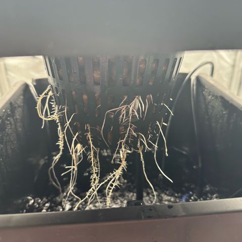 Geflügel und Feingebäck growlog timeline photo