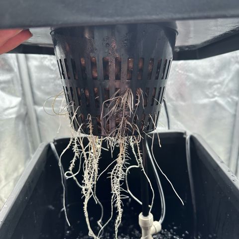 Geflügel und Feingebäck growlog timeline photo