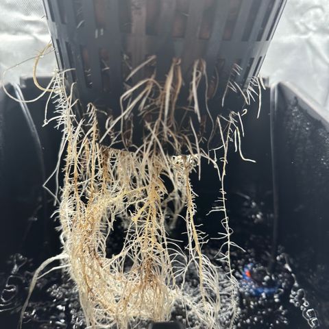 Geflügel und Feingebäck growlog timeline photo
