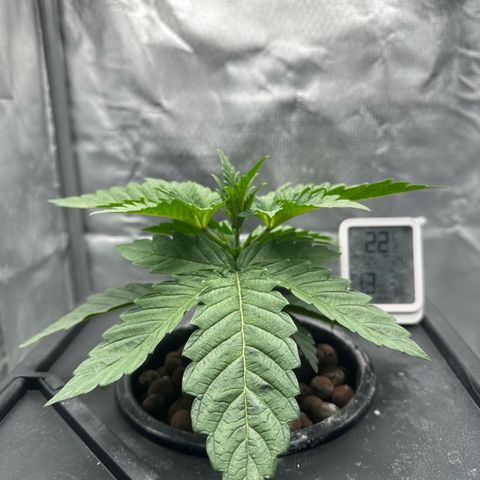 Geflügel und Feingebäck growlog timeline photo