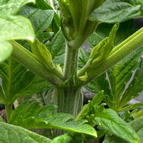 Geflügel und Feingebäck growlog timeline photo