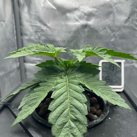 Geflügel und Feingebäck growlog timeline photo