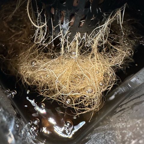 Geflügel und Feingebäck growlog timeline photo