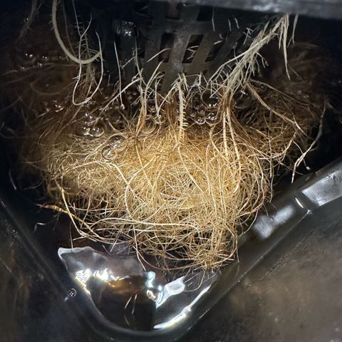 Geflügel und Feingebäck growlog timeline photo