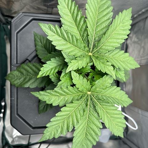 Geflügel und Feingebäck growlog timeline photo
