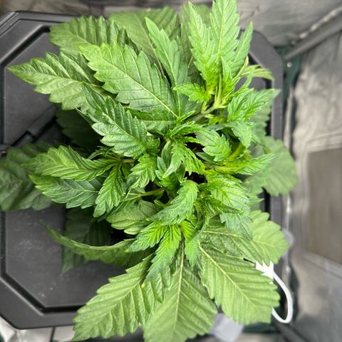 Geflügel und Feingebäck growlog timeline photo