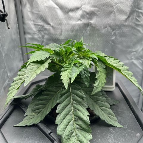 Geflügel und Feingebäck growlog timeline photo