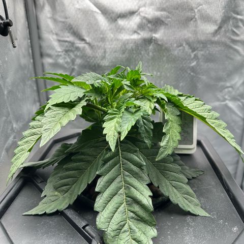 Geflügel und Feingebäck growlog timeline photo