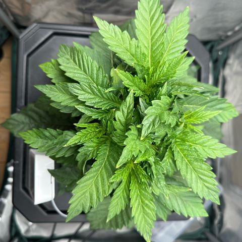 Geflügel und Feingebäck growlog timeline photo