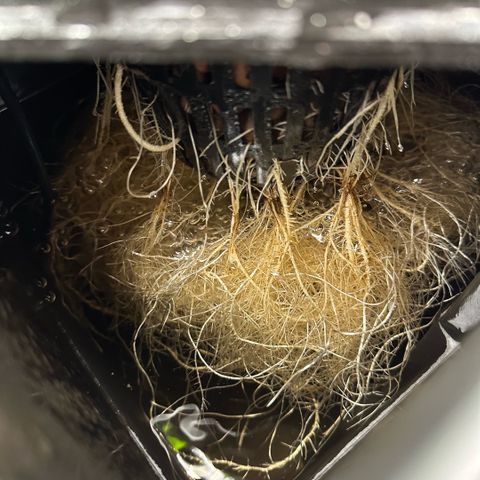 Geflügel und Feingebäck growlog timeline photo