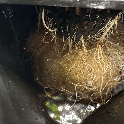 Geflügel und Feingebäck growlog timeline photo