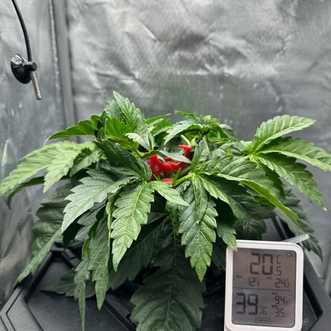 Geflügel und Feingebäck growlog timeline photo