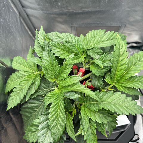 Geflügel und Feingebäck growlog timeline photo