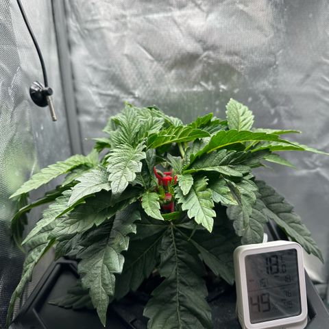 Geflügel und Feingebäck growlog timeline photo