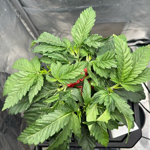 Geflügel und Feingebäck growlog timeline photo