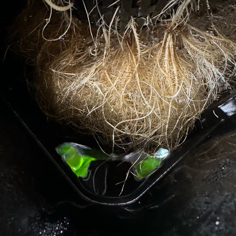 Geflügel und Feingebäck growlog timeline photo