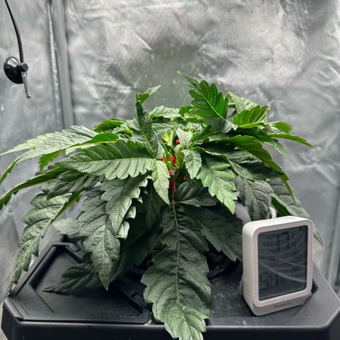 Geflügel und Feingebäck growlog timeline photo