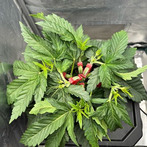 Geflügel und Feingebäck growlog timeline photo