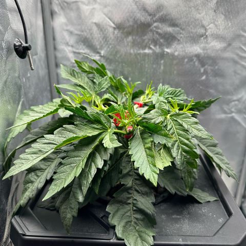 Geflügel und Feingebäck growlog timeline photo