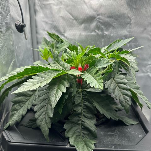 Geflügel und Feingebäck growlog timeline photo