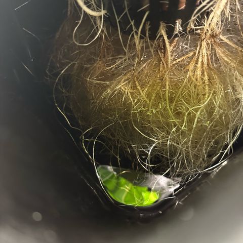 Geflügel und Feingebäck growlog timeline photo