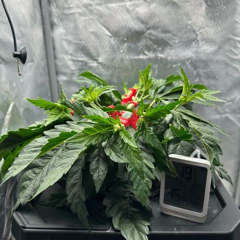 Geflügel und Feingebäck growlog timeline photo