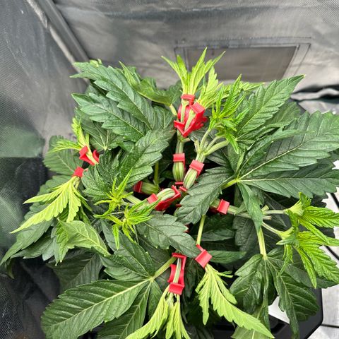Geflügel und Feingebäck growlog timeline photo