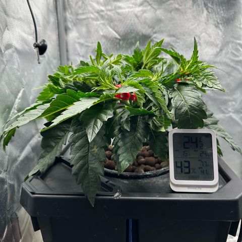 Geflügel und Feingebäck growlog timeline photo