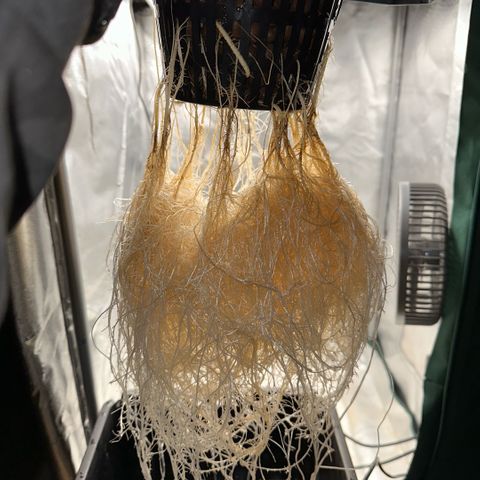 Geflügel und Feingebäck growlog timeline photo
