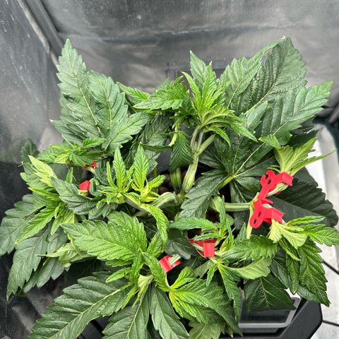 Geflügel und Feingebäck growlog timeline photo