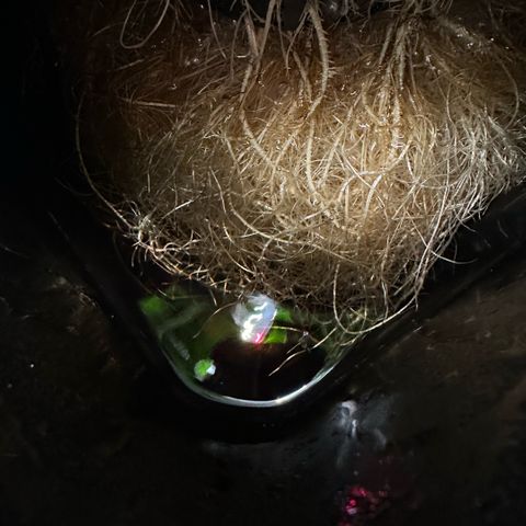 Geflügel und Feingebäck growlog timeline photo
