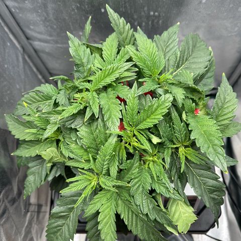 Geflügel und Feingebäck growlog timeline photo