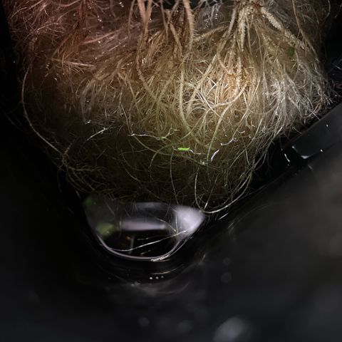 Geflügel und Feingebäck growlog timeline photo