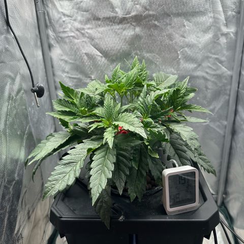 Geflügel und Feingebäck growlog timeline photo