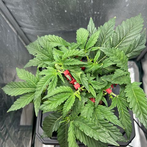 Geflügel und Feingebäck growlog timeline photo